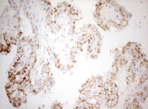 DECR1 Antibody (clone OTI1A6, Carrier-free)