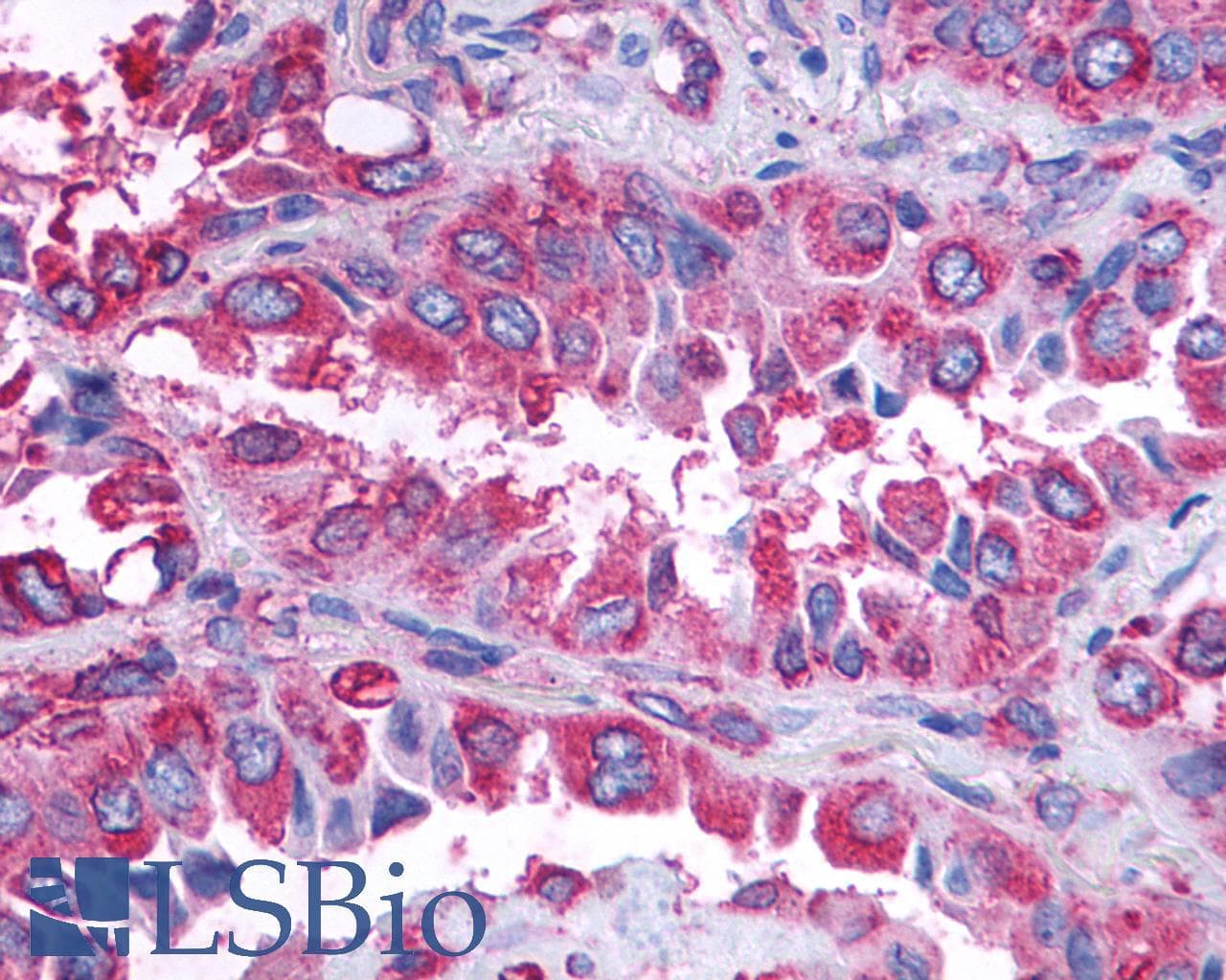 PathPlus™ GPR132 / G2A Antibody (Cytoplasmic Domain)