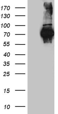 FUBP3 Antibody (aa2-572, clone OTI5H6)