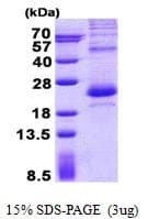 Human LITAF Protein (Recombinant His)