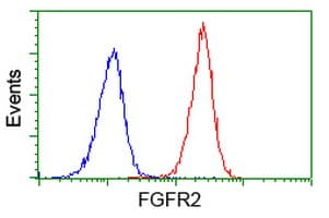 FGFR2 / FGF Receptor 2 Antibody (clone OTI3B3)