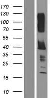 KIR2DL5B Protein (Over-Expression Lysate Myc-DDK (Flag))