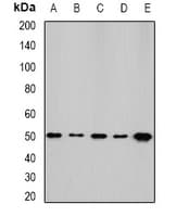 NFS1 Antibody