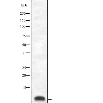 COX8C Antibody