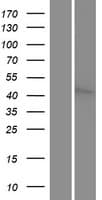 STK24 / MST3 Protein (Over-Expression Lysate Myc-DDK (Flag))
