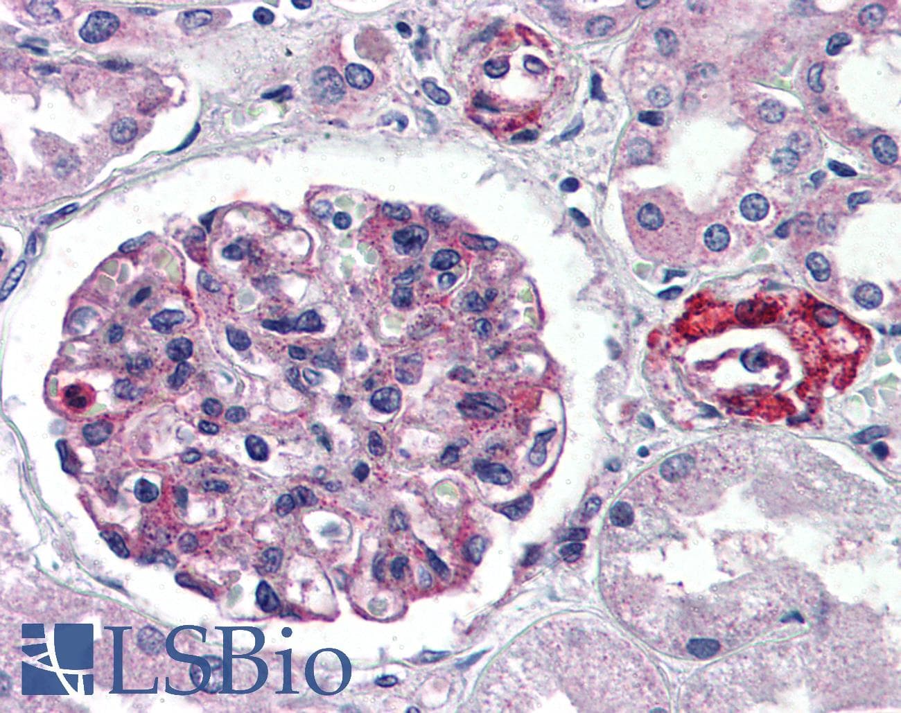 IHC-plus™ GPR150 Antibody (C-Terminus)