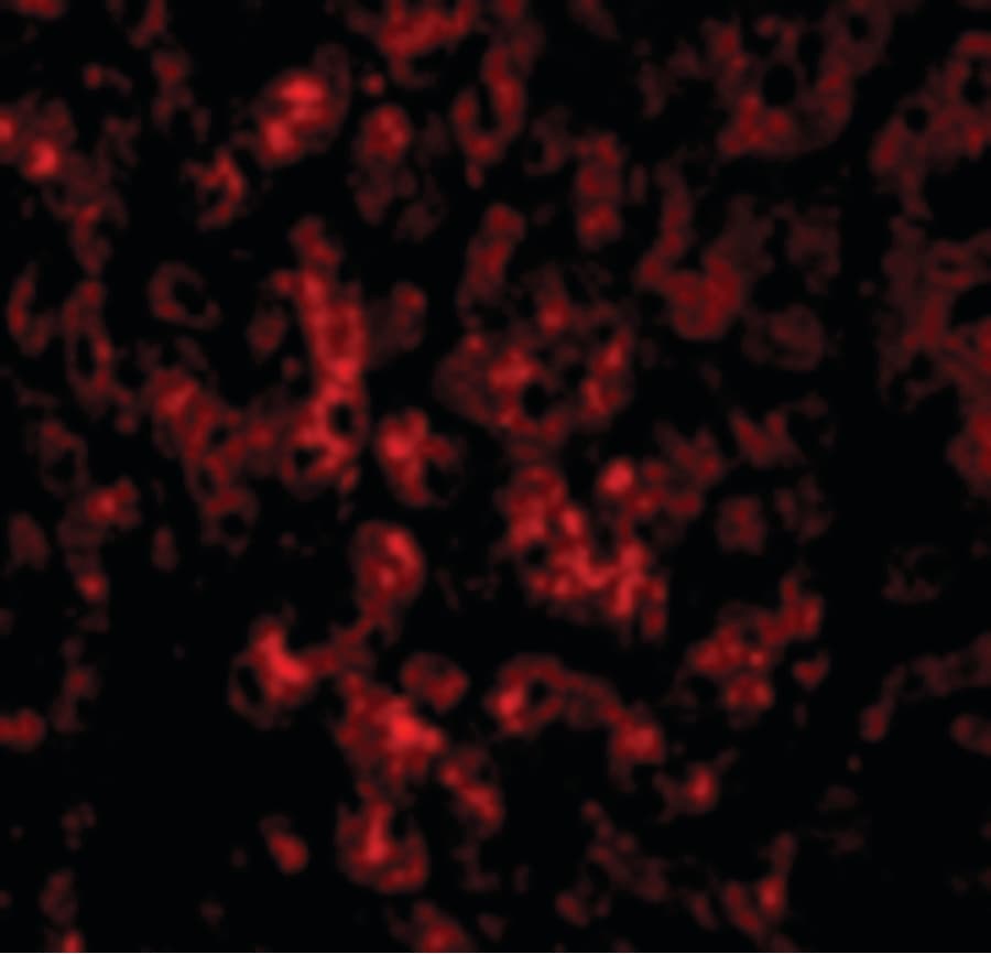 IHC-plus™ DRAM1 / DRAM Antibody