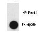 Polyclonal Rabbit anti-Human CLDN2 / Claudin 2 Antibody (phospho-Tyr224)