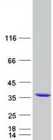 Human PEF1 Protein (Recombinant Myc-DDK (Flag))