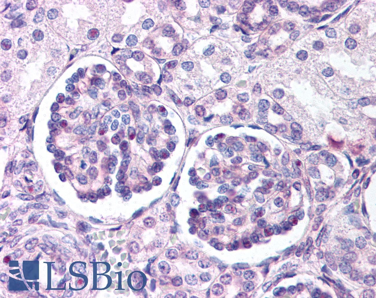 PathPlus™ Polyclonal Rabbit anti-Human WNT9B / WNT15 Antibody (Internal, IHC)