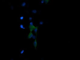 PIK3R5 Antibody (clone OTI2C6)