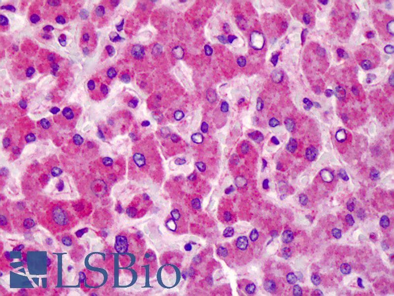 MCTP1 Antibody (C-Terminus)