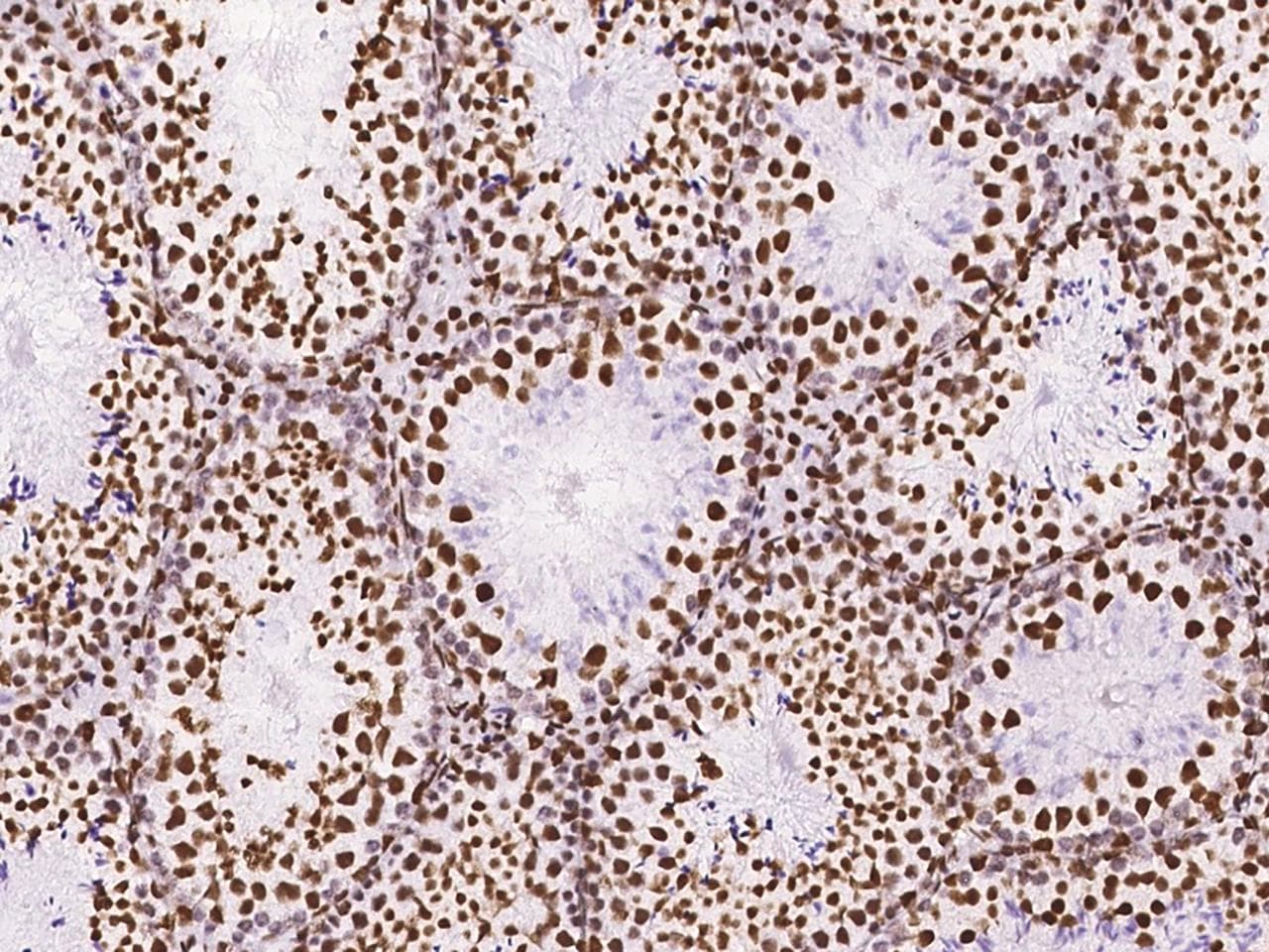 DZIP1 Antibody