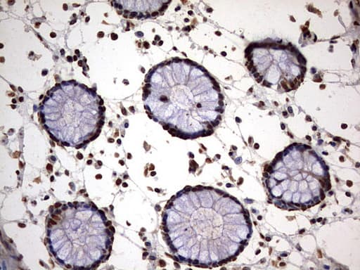 H2AFY2 Antibody (aa2-261, clone OTI1F9)