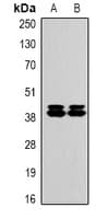 MAPK3 / ERK1 Antibody