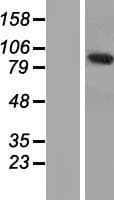 Human ANKEF1 / ANKRD5 Protein (Over-Expression Lysate Myc-DDK (Flag))