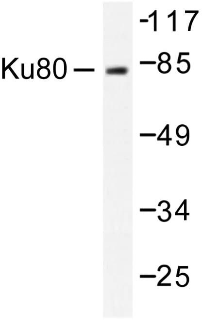 Polyclonal Rabbit anti-Human XRCC5 / Ku80 Antibody (Asp708, IHC, IF, WB)