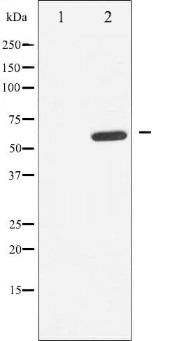 EFNB1 / Ephrin B1 Antibody