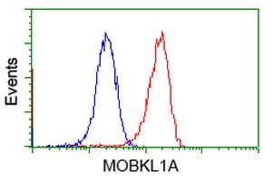 MOB1B / MOBKL1A Antibody (clone OTI1F6)