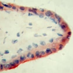 APOH / Apolipoprotein H Antibody (clone ID2, Supernatant)