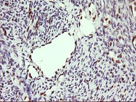 ERG Antibody (clone OTI3E12)