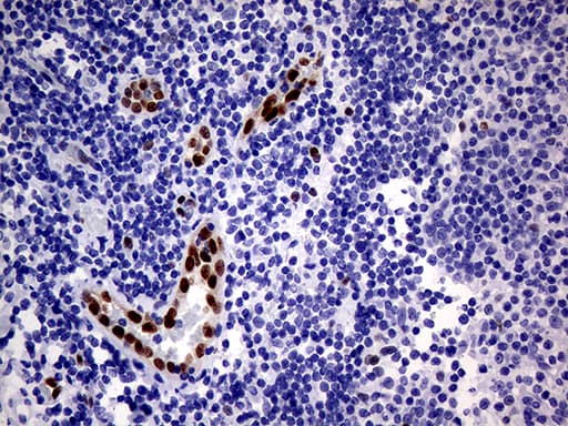 MEOX1 Antibody (clone OTI5D8, Carrier-free)