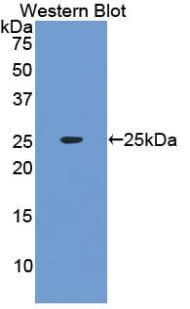 Interferon Alpha(IFNA) Ab(Cavia) Antibody (aa1-187)