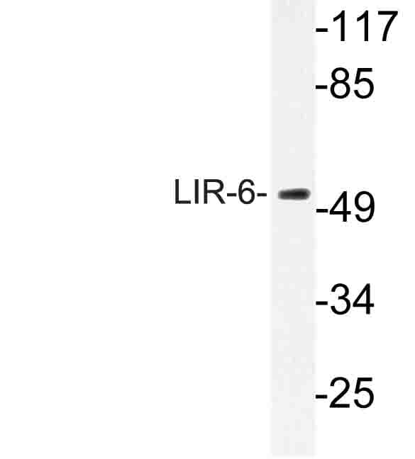 LILRA1 / LIR6 Antibody (Phe83)