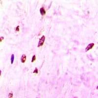 HIST3H3 Antibody