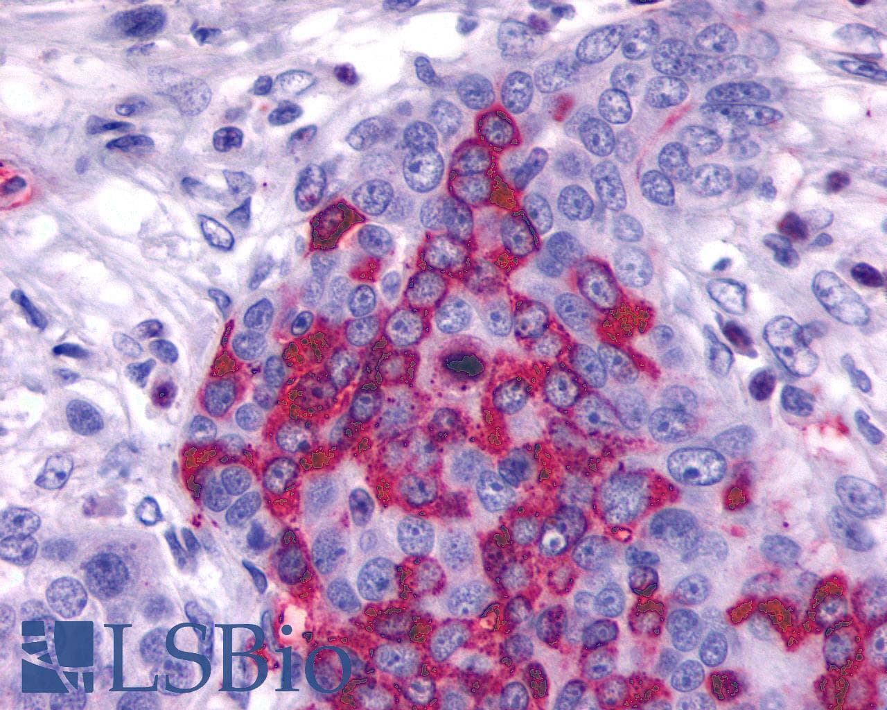 PathPlus™ GPR137B Antibody (Cytoplasmic Domain)