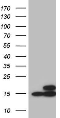 Monoclonal Mouse anti-Human NAF-1 / CISD2 Antibody (clone OTI4F8, IHC, WB)