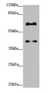 SYCE1 Antibody