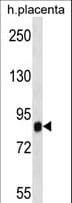 IHC-plus™ SIDT2 Antibody (aa418-447)