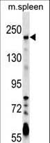 NGN / Neogenin Antibody (aa657-685)