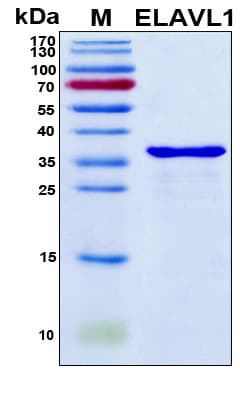 Human ELAVL1 / HUR Protein (Recombinant 6His, N-terminus)