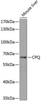PGCP / Aminopeptidase Antibody
