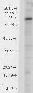HCN1 Antibody (aa778-910, clone S70-28, AP)