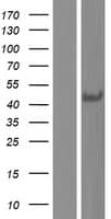 ABHD17C / FAM108C1 Protein (Over-Expression Lysate Myc-DDK (Flag))