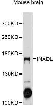 INADL / PATJ Antibody