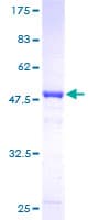 Human RPE Protein (Recombinant GST)