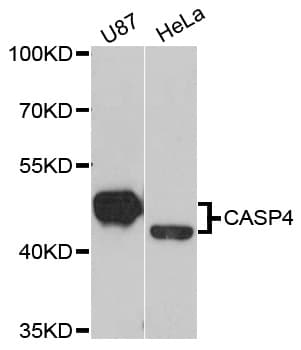 CASP4 / Caspase 4 Antibody