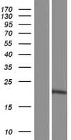PGPEP1L Protein (Over-Expression Lysate Myc-DDK (Flag))