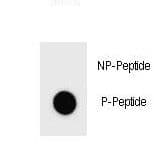 Polyclonal Rabbit anti-Mouse c-Kit / CD117 Antibody (phospho-Ser716)