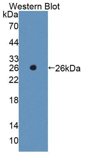 HMGB3 Antibody (APC)