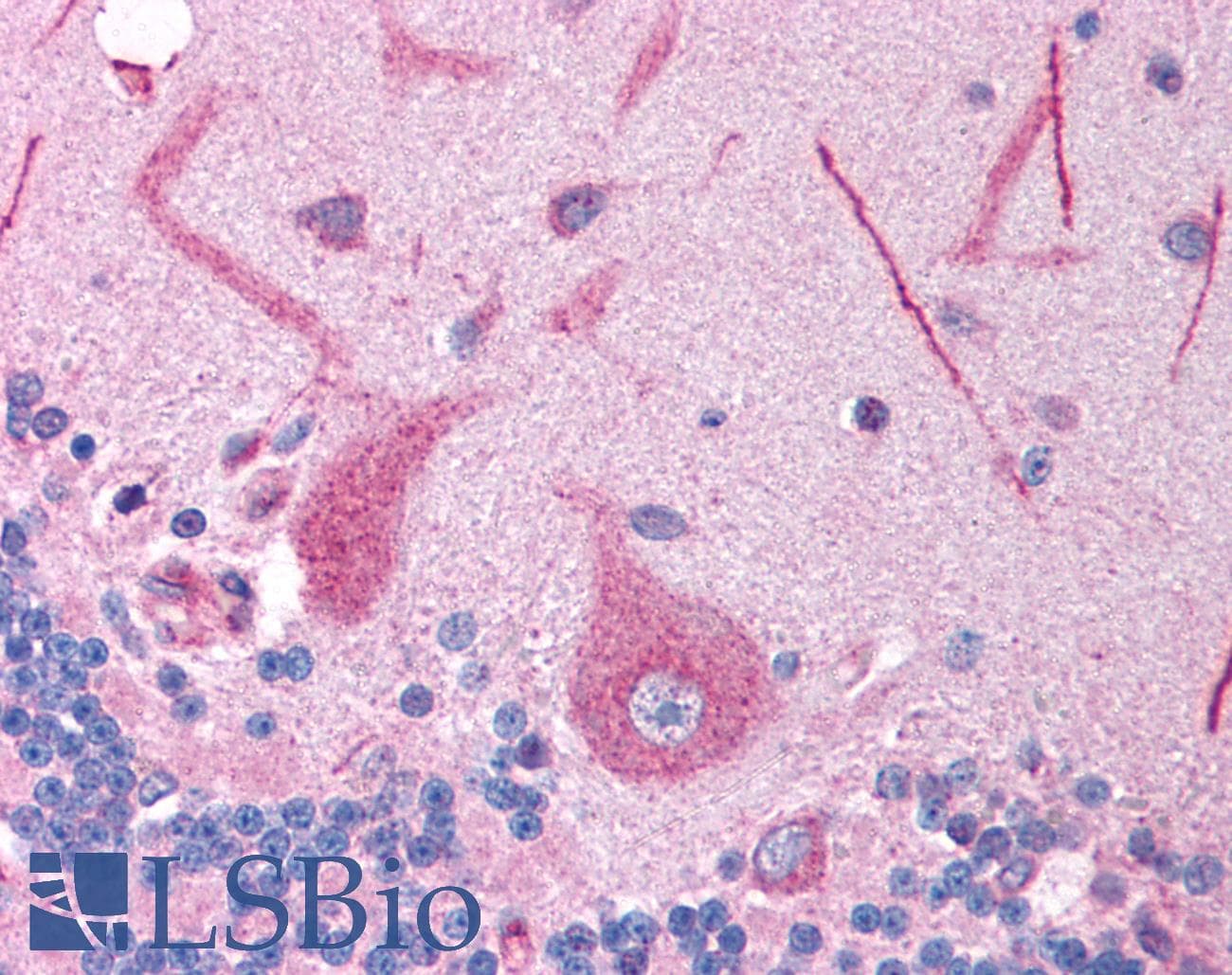 Polyclonal Rabbit anti-Human FOXE3 Antibody (aa235-284, IHC, WB)