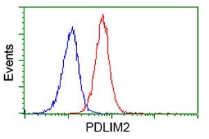 PDLIM2 / SLIM Antibody (clone OTI15C1)