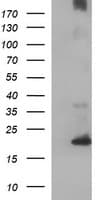 C17orf62 Antibody (clone OTI3E11)