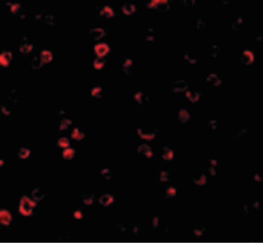 IHC-plus™ IRF3 Antibody