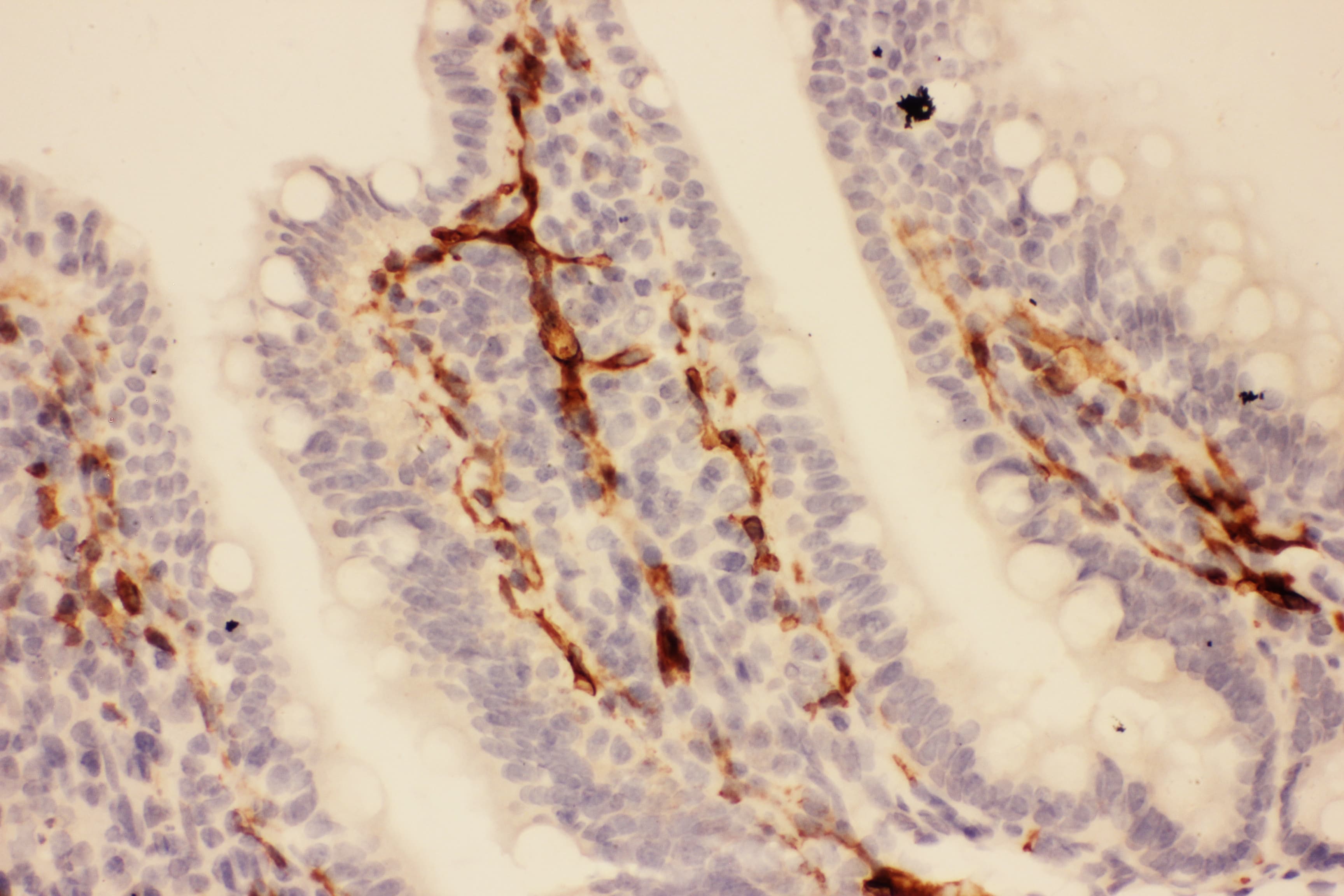 Polyclonal Rabbit anti-Rat Adiponectin Antibody (aa19-244, IHC, WB)
