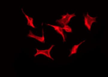 CDH7 / Cadherin 7 Antibody